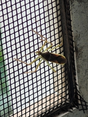 Zelus renardii