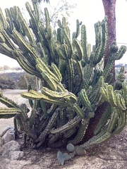 Myrtillocactus