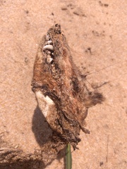 Didelphis aurita