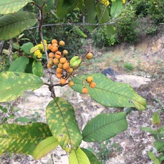 Davilla
