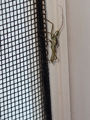 Zelus renardii