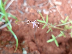 Cleome maculata