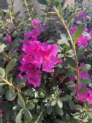 Rhododendron
