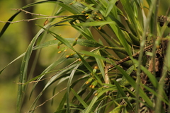 Prosthechea ochracea