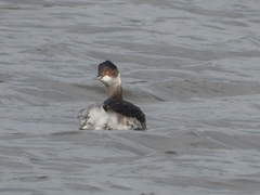 Podiceps nigricollis