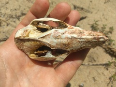 Didelphis aurita