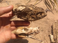 Didelphis aurita