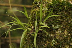 Prosthechea ochracea