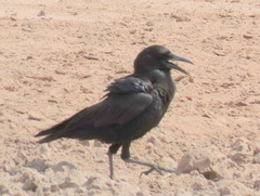 Corvus capensis