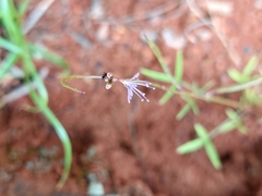 Cleome maculata