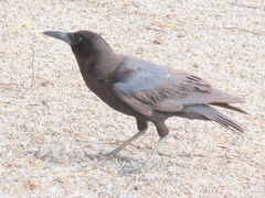 Corvus capensis