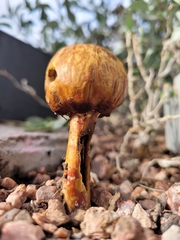 Podaxis