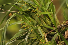 Prosthechea ochracea
