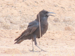 Corvus capensis