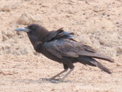 Corvus capensis