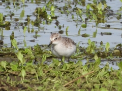 Calidris minuta