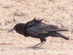 Corvus capensis