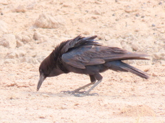 Corvus capensis