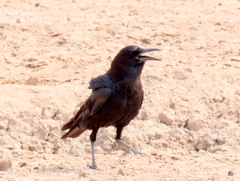 Corvus capensis