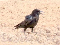 Corvus capensis