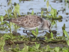 Calidris minuta
