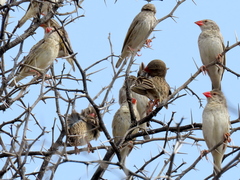 Quelea quelea lathamii