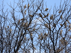 Quelea quelea lathamii