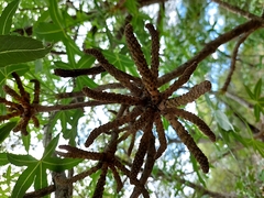 Cussonia natalensis