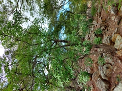 Cussonia natalensis