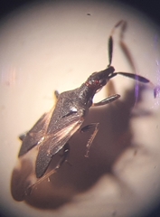 Temnostethus dacicus