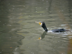 Phalacrocorax carbo