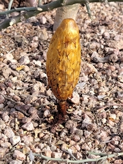 Podaxis