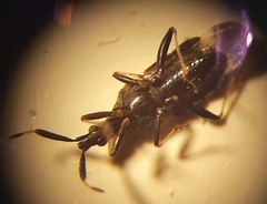 Temnostethus dacicus