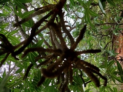 Cussonia natalensis
