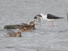 Himantopus himantopus