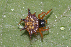 Macracantha hasselti