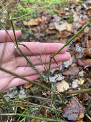 Foeniculum vulgare