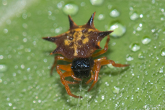 Macracantha hasselti