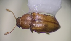 Cucujoidea