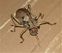 Enyaliopsis