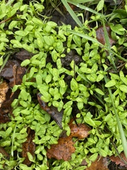 Callitriche stagnalis