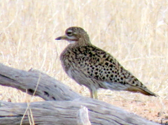 Burhinus capensis damarensis