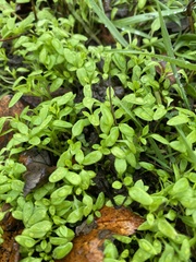 Callitriche stagnalis