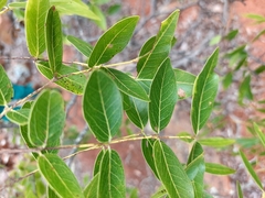 Brachystegia spiciformis