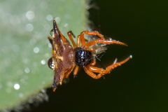 Macracantha hasselti