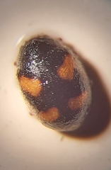 Nephus quadrimaculatus