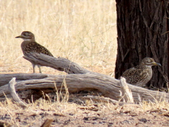 Burhinus capensis damarensis