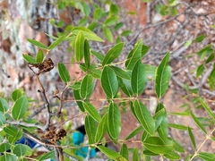 Brachystegia spiciformis