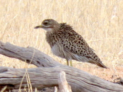 Burhinus capensis damarensis