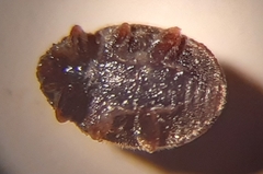 Nephus quadrimaculatus